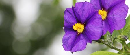 Gentian Shrub