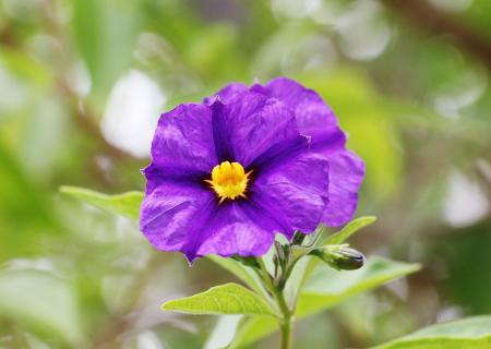 Gentian Shrub