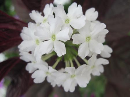 Gentle white flower