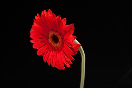 gerbera