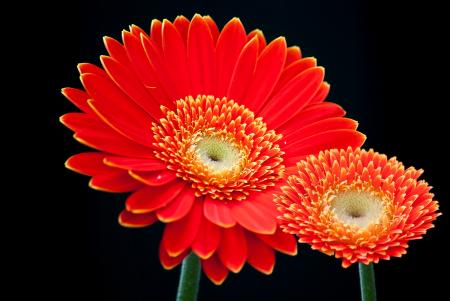 gerbera