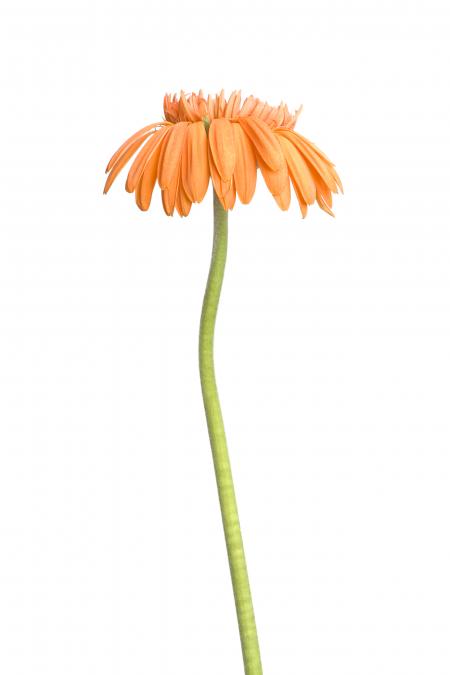 Gerbera