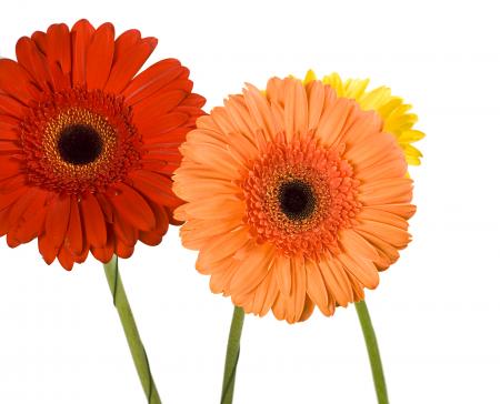 Gerbera