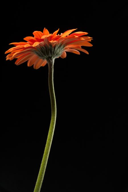 gerbera