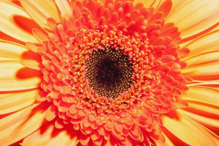 Gerbera