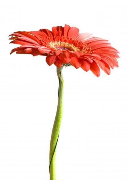Gerbera