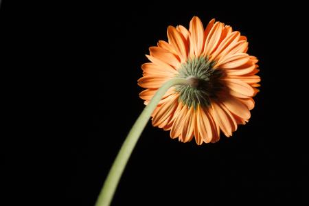 gerbera