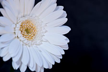 Gerbera