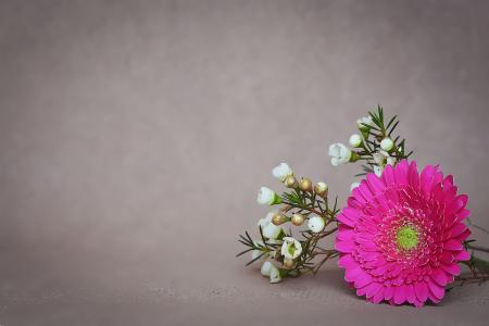 Gerbera