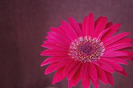 Gerbera