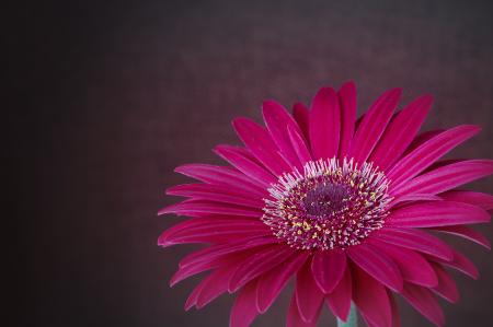 Gerbera