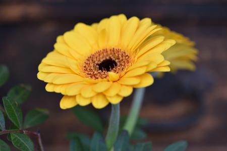 Gerbera