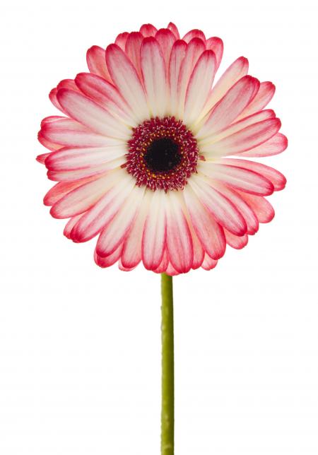 Pink Gerbera