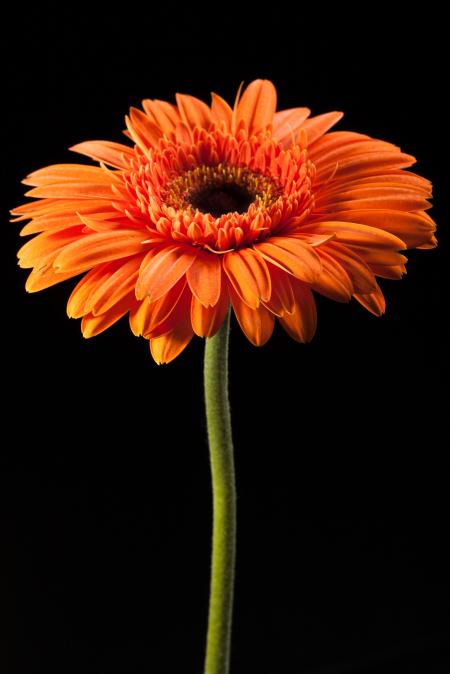 gerbera