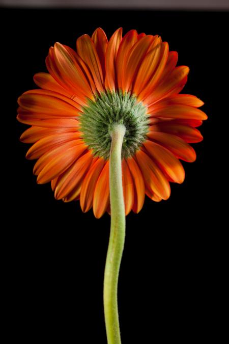 gerbera