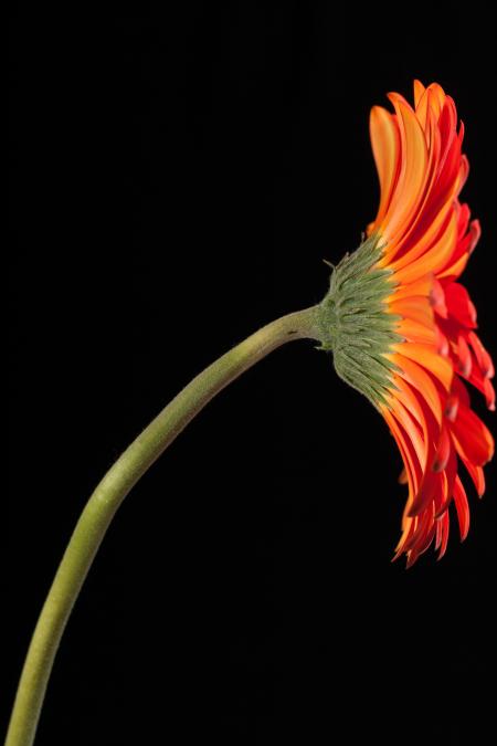 gerbera