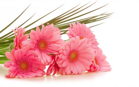 Gerbera background