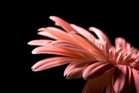 Gerbera Flower