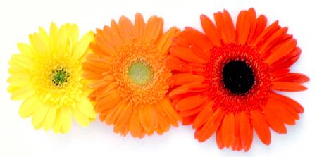 Gerbera flower