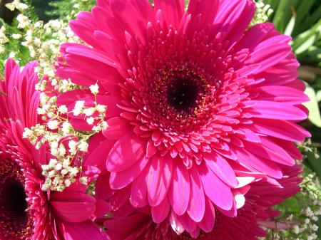 Gerbera flower
