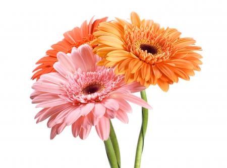 Gerbera flowers