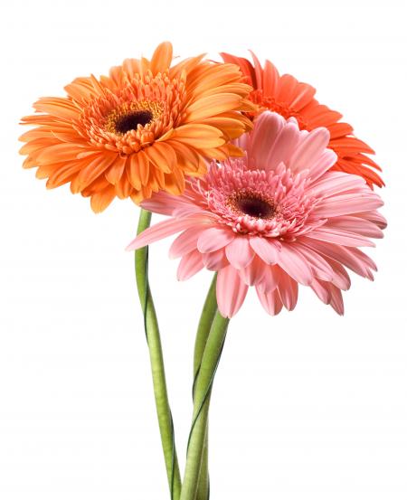 Gerbera flowers