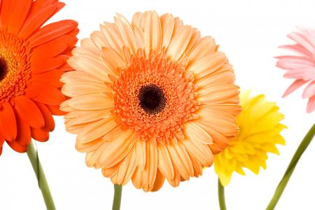 Gerbera flowers