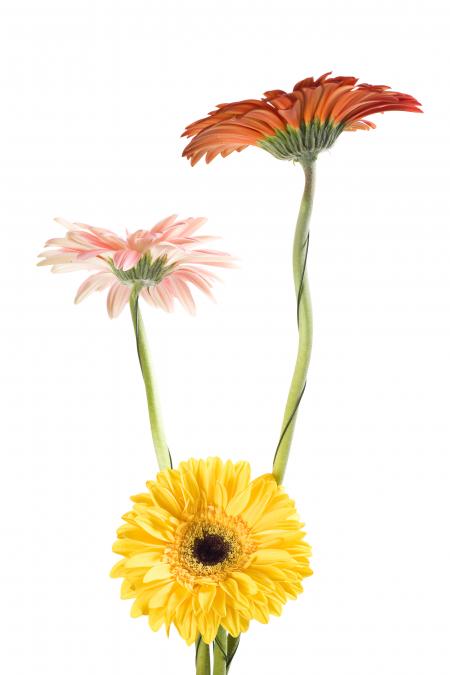Gerbera Flowers