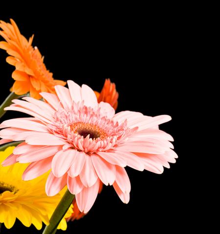 Gerbera Flowers on Black.