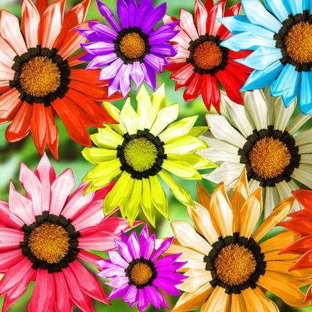 Gerbera Flowers