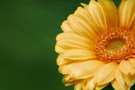 Gerbera in the Garden