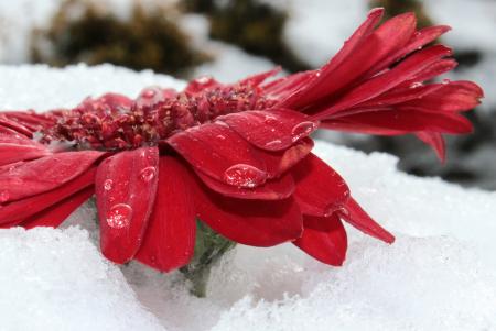 Gerbera in Winter