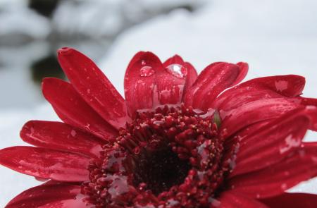 Gerbera in Winter