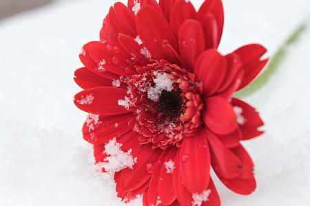 Gerbera in Winter