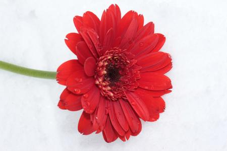 Gerbera in Winter