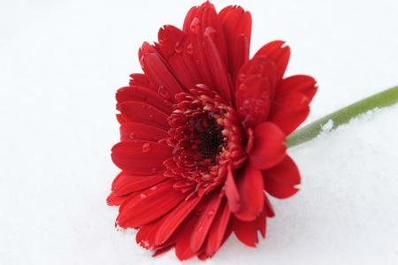 Gerbera in Winter