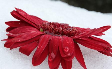 Gerbera in Winter