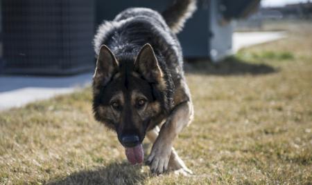 German Shepherd