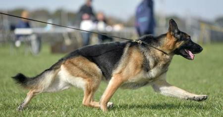 German Shepherd