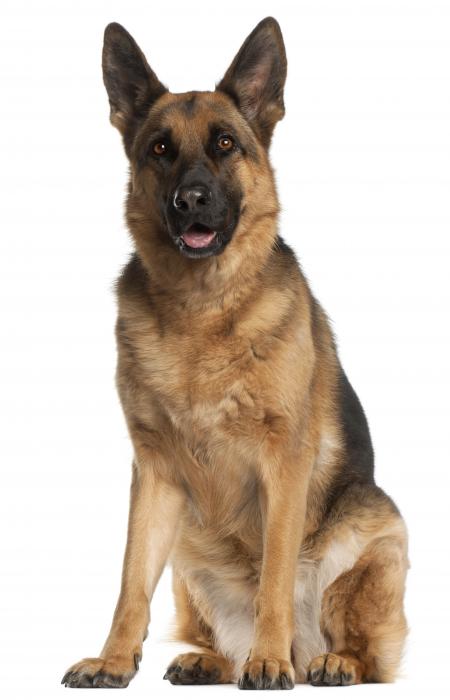 German Shepherd