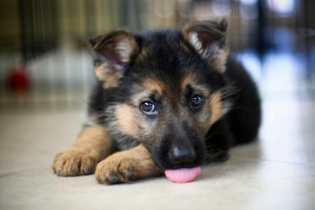 German Shepherd