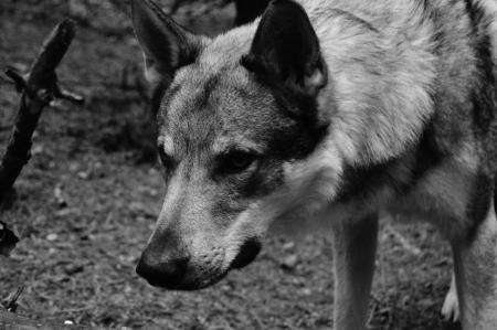 German Shepherd Grayscale Photo