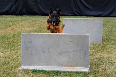 German Shepherd Passing Obstacles