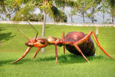 Giant Ant, West Palm Beach, Florida, Jan