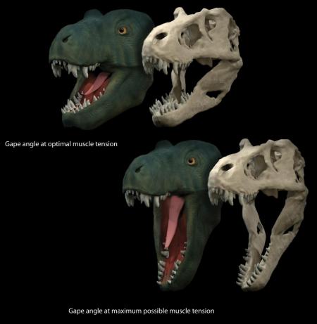 giant dinosaur jaw