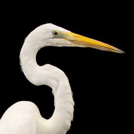 Great Egret