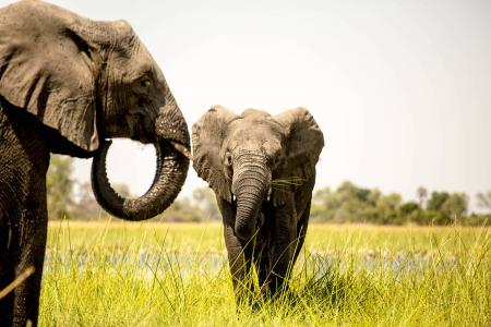 Giant Elephant