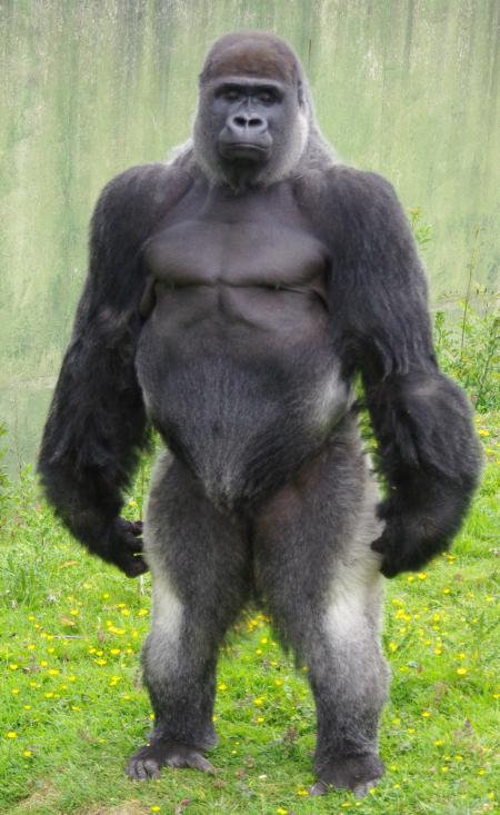 Silverback Gorilla