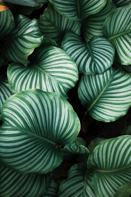 Giant Leaves