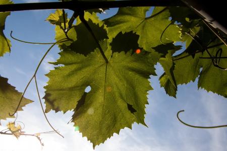 Giant Leaves